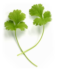 Cilantro