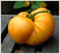 Yellow Tomato